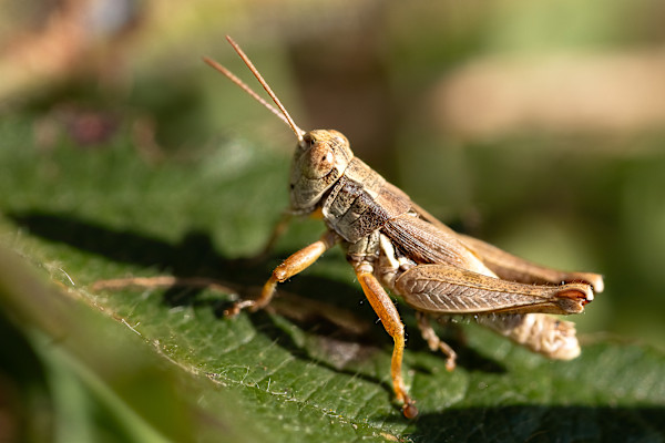 Jiminy Grasshopper by EB Photography
