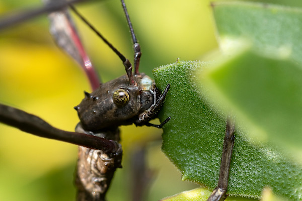 Alien life form by EB Photography