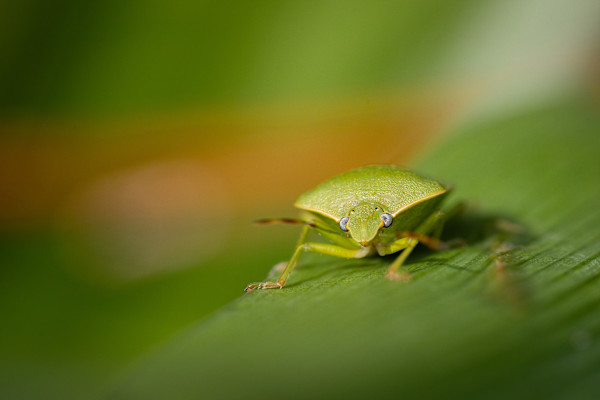 Green on green by EB. Photography