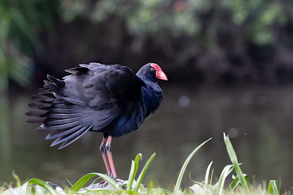 Pukeko plumage by EB Photography