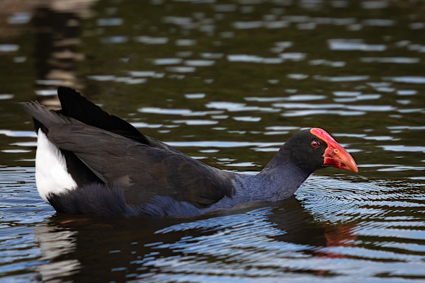 Swimming Pukeko by EB. Photography