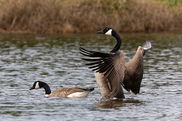 Grumpy Goose by EB. Photography