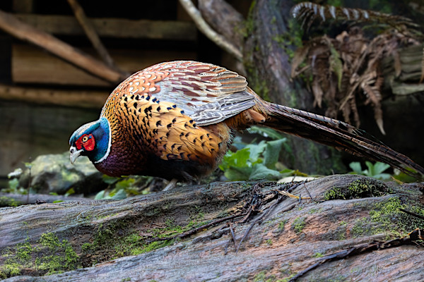 Ring-necked pheasant by EB. Photography