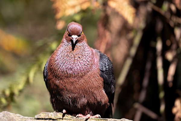 Grumpy bird by EB Photography
