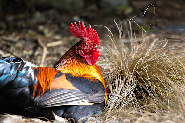 Resting Rooster by EB. Photography