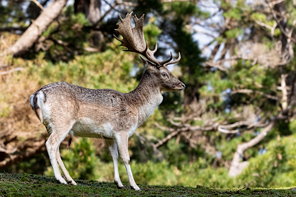 Stag at Staglands by EB Photography