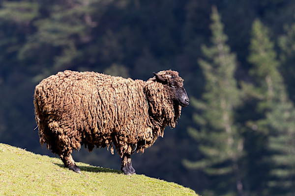 Wool gathering by EB Photography