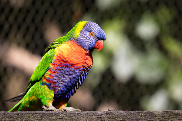 Side-eye Lorikeet by EB Photography