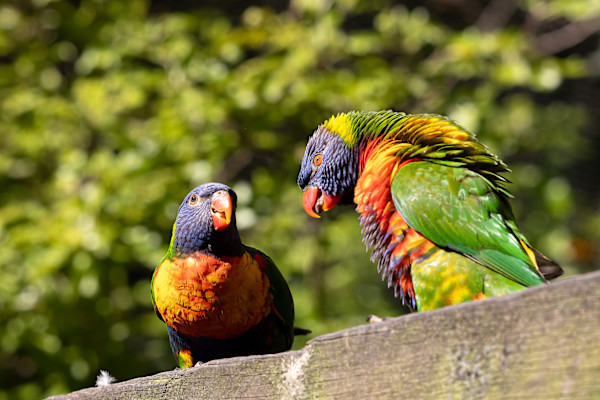 Lecturing Lorikeets by EB. Photography
