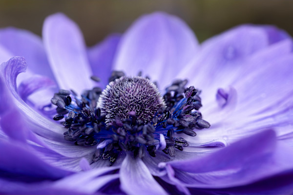 Peaceful purple by EB Photography