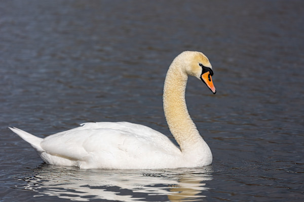 Majestic Swan by EB Photography