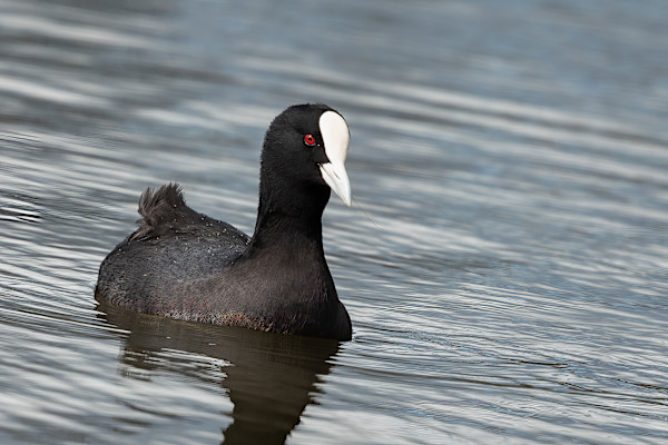 Eurasian Coot by EB Photography