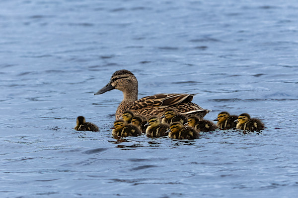 Duck and ducklings by EB Photography
