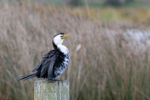 Sitting on the post by EB Photography