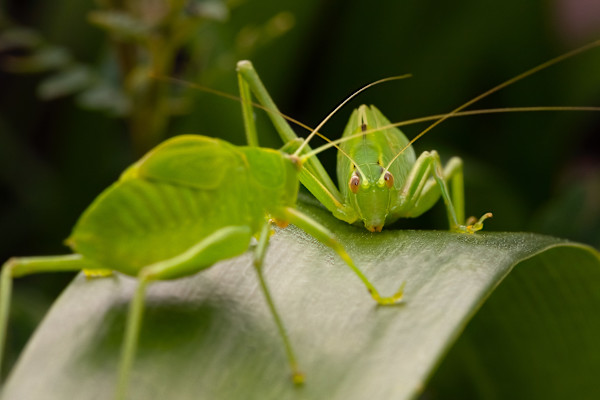 Face-off by EB. Photography