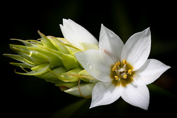 Star of Bethlehem by EB Photography