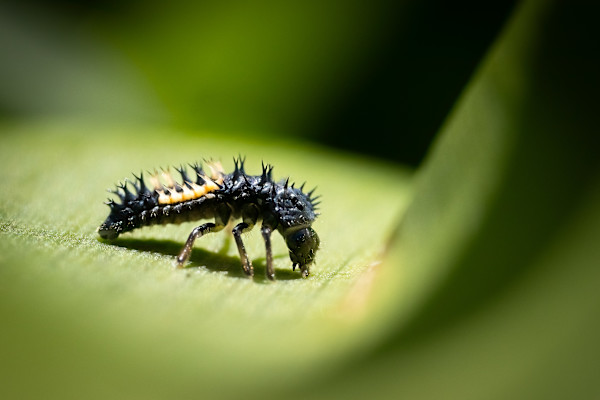 Lady bird larvae by EB Photography