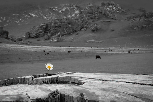 Solitary flower by EB Photography