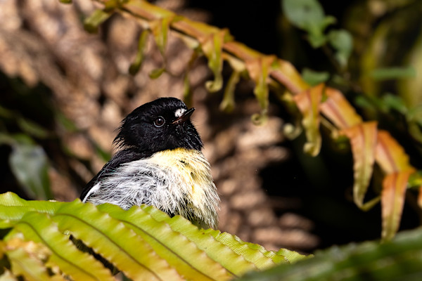Proud Tomtit by EB. Photography