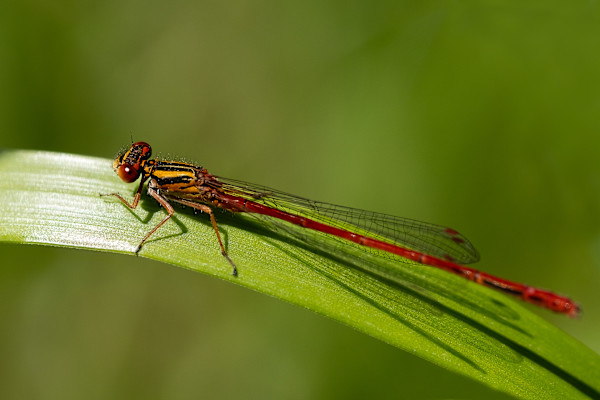 Red damsel by EB. Photography