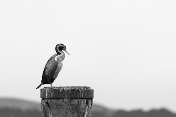 Contemplative Shag by EB. Photography