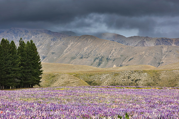 Lavender fields by EB. Photography