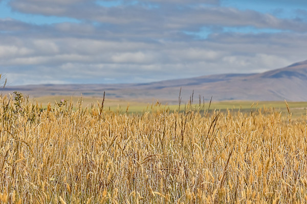 Golden fields under a vast sky by EB Photography