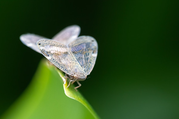 Balancing Planthopper by EB. Photography
