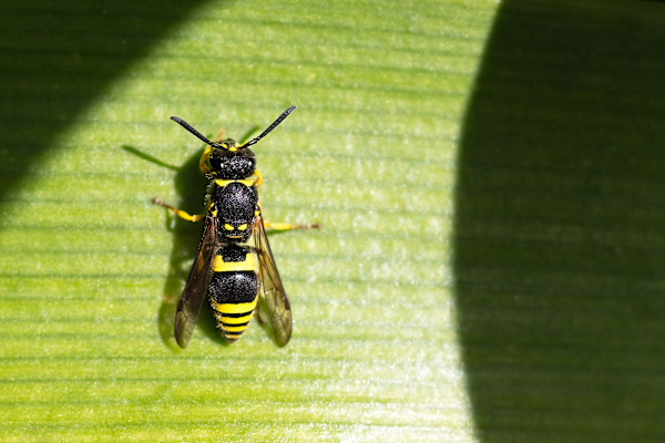 Wasp on flax by EB Photography