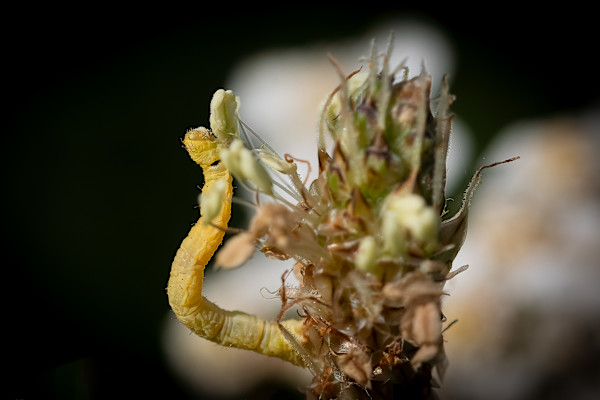Pollen face by EB. Photography