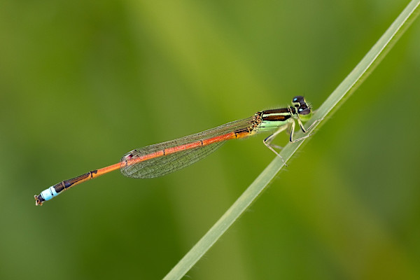 Irridescent insect by EB Photography