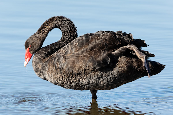 Balancing act by EB Photography