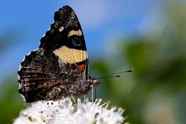 Proud Admiral by EB Photography