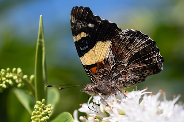 Title TBD by EB Photography