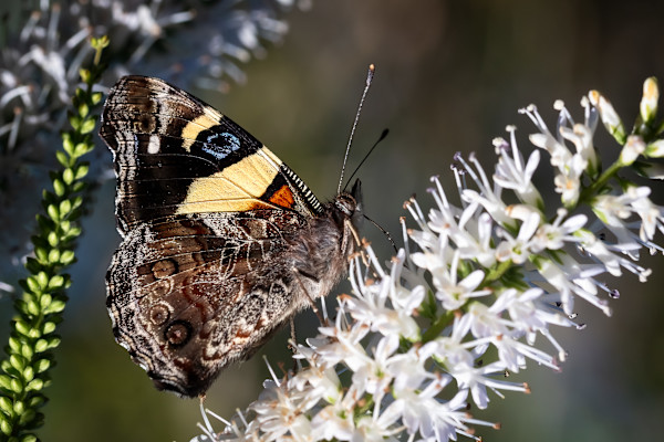 Admiral on white by EB. Photography