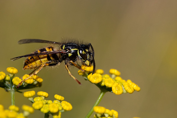 Hungry Wasp by EB Photography