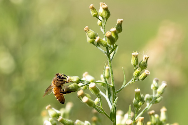 Summer bee by EB Photography