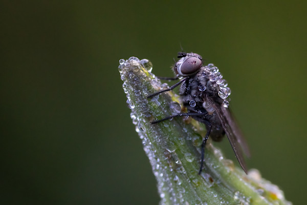 Dew covered fly by EB Photography