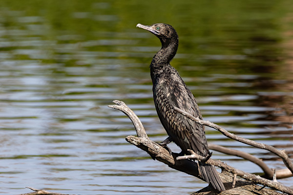 Shag sentinel by EB Photography