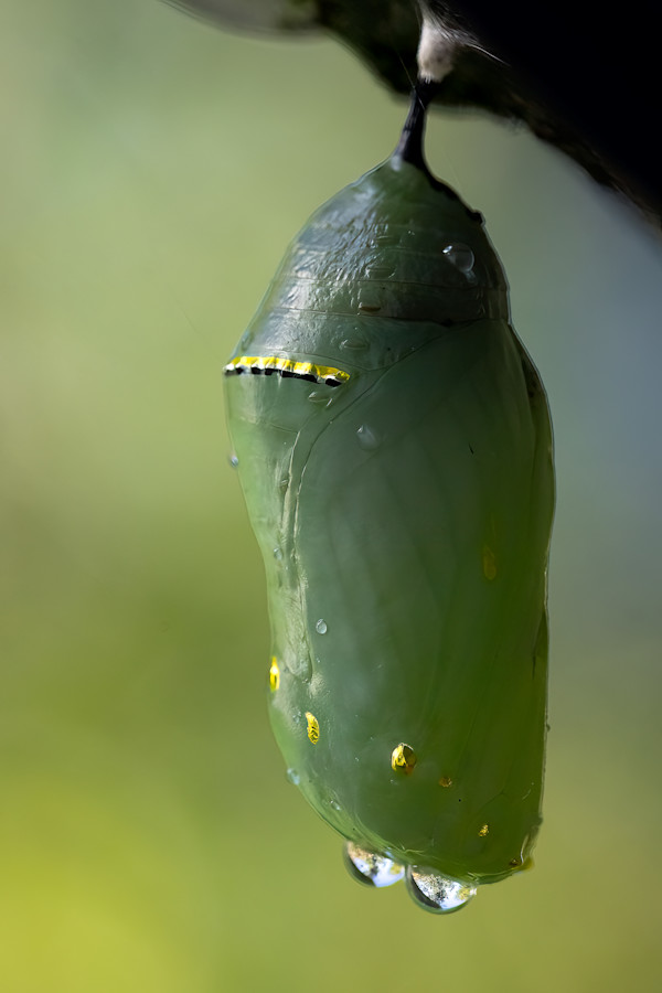Monarch Cystalis by EB Photography