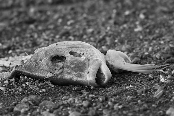 Body on the beach by EB Photography