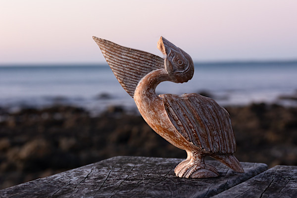 Pukerua Bay Pelican by EB Photography