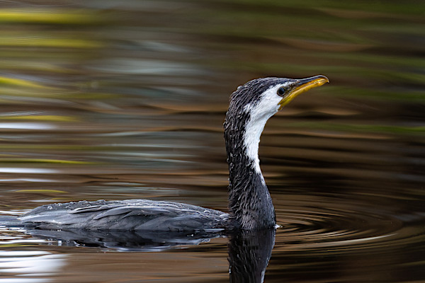 Floating Shag by EB Photography
