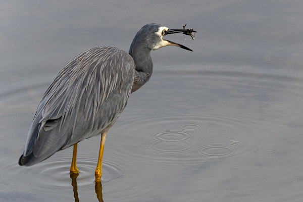 Who’s eating who? by EB Photography