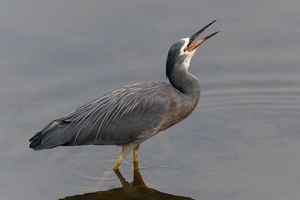 Happy Heron by EB. Photography