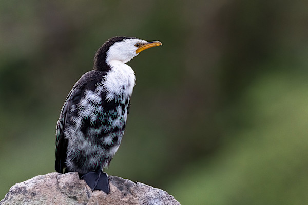 Postulating Pied Cormorant by EB. Photography