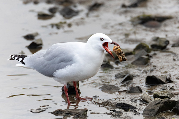 Seagull snacktime by EB Photography