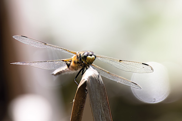 Rustic Four-spotted Chaser by EB Photography