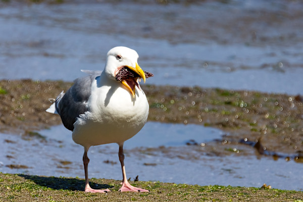 Mouthful? by EB Photography