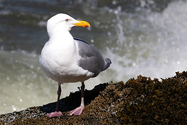 Posing Seagull by EB Photography